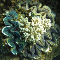 An interesting arrangement of clams! Ningaloo Reef, Weste... by Penny Murphy 